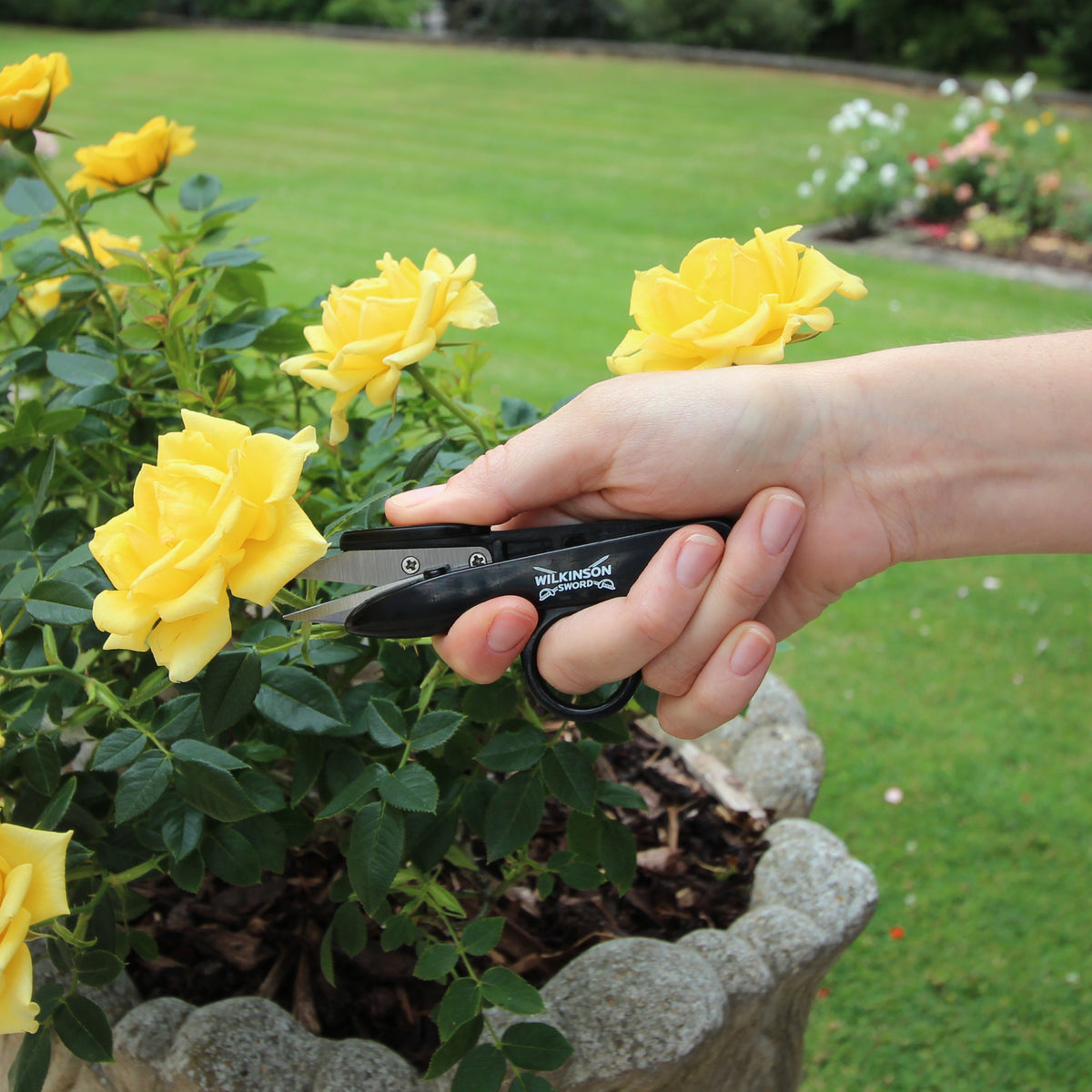 Person trimming yellow roses with garden shears in a garden setting