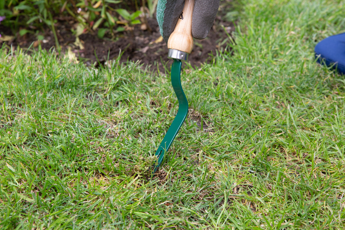 Carbon steel weed grubber for removing deep-rooted garden weeds in grass