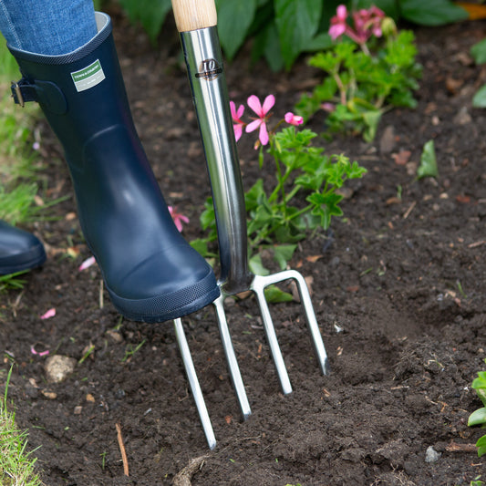 A close-up of a person wearing a navy blue rain boot and using a Premium Wilkinson Sword border fork for digging, planting and working soil in flower beds. to loosen dark soil in a garden bed with green plants and small pink flowers.