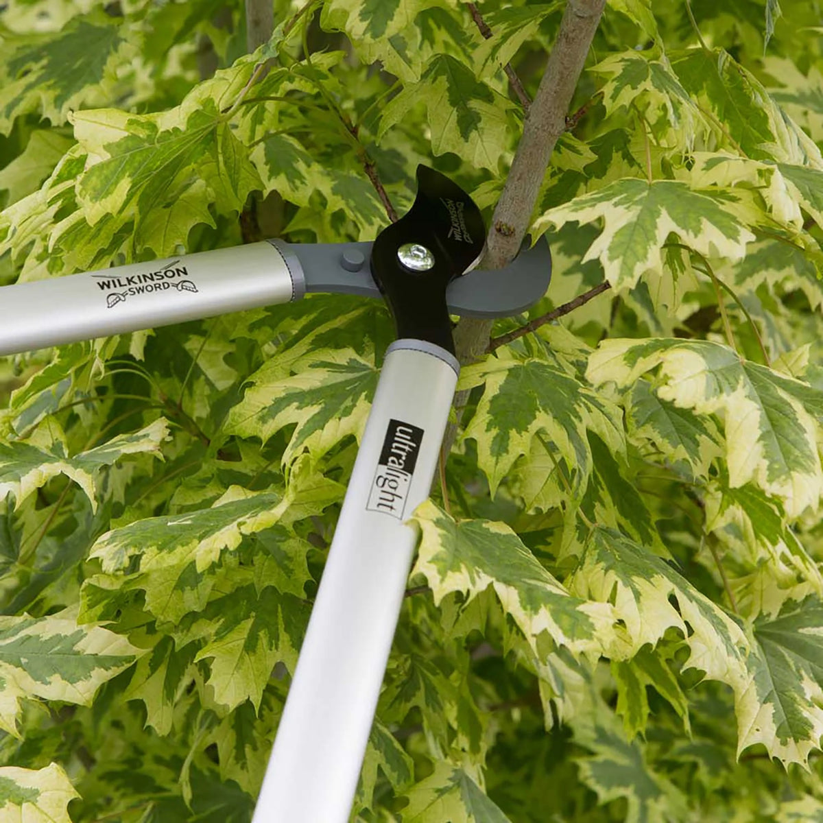 Wilkinson Sword long handle bypass loppers for effortless garden branch cutting being used to cut a branch in a green tree
