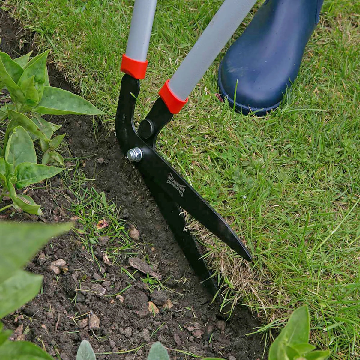 Wilkinson Sword edging shears with 17cm carbon steel blades for precise lawn edging being used to dig in the soil with grass and plants around.