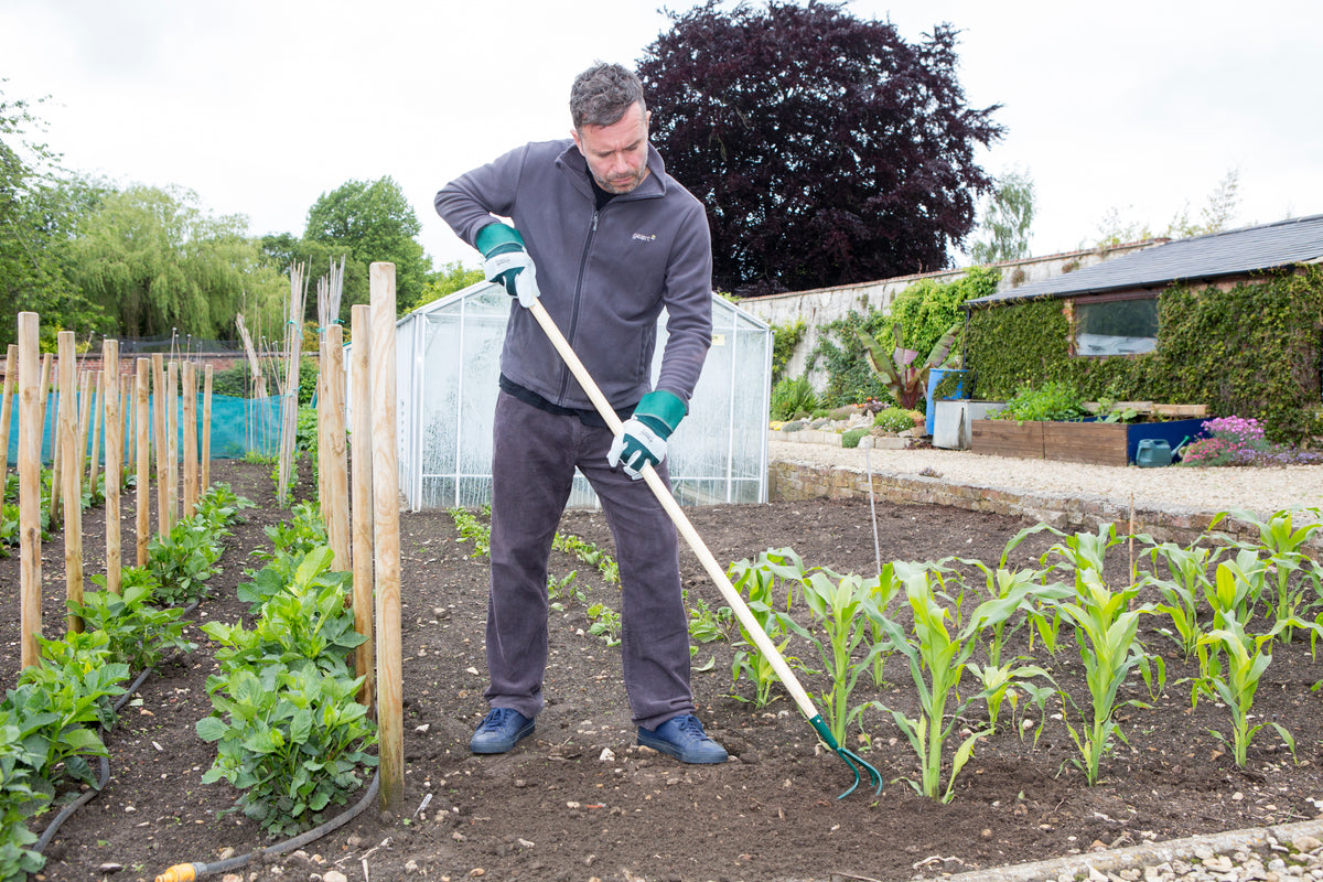 Gardener using Wilkinson Sword 3 prong cultivator between garden plants