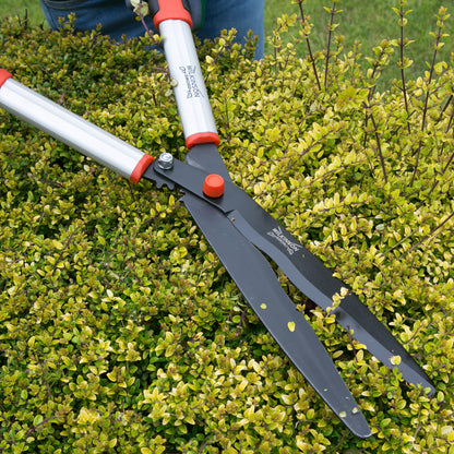 A pair of long-handled Wilkinson Sword Geared Hedge Shears with geared cutting mechanism and precision blades for trimming hedges, shrubs and bushes being used to trim dense green shrubs outdoors. The shears have silver metal handles with red accents, black blades, and a red pivot knob.