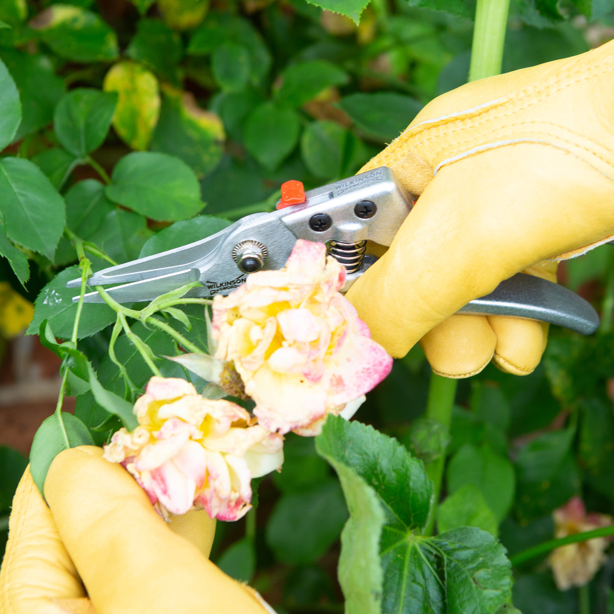 Gardener using Wilkinson Sword Razorcut Comfort Pruning Snips to deadhead flowers and trim delicate stems with precision.