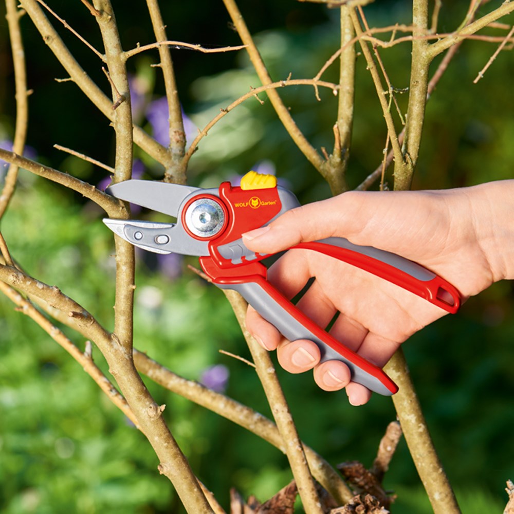 WOLF-Garten RS4000 Anvil Secateurs with red and yellow ergonomic handles and non-stick coated blade, shown  pruning thick stems.