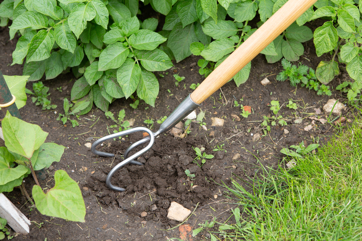 A Stainless steel 3 prong cultivator for preparing flower beds and vegetable garden being used in soil next to green plants.
