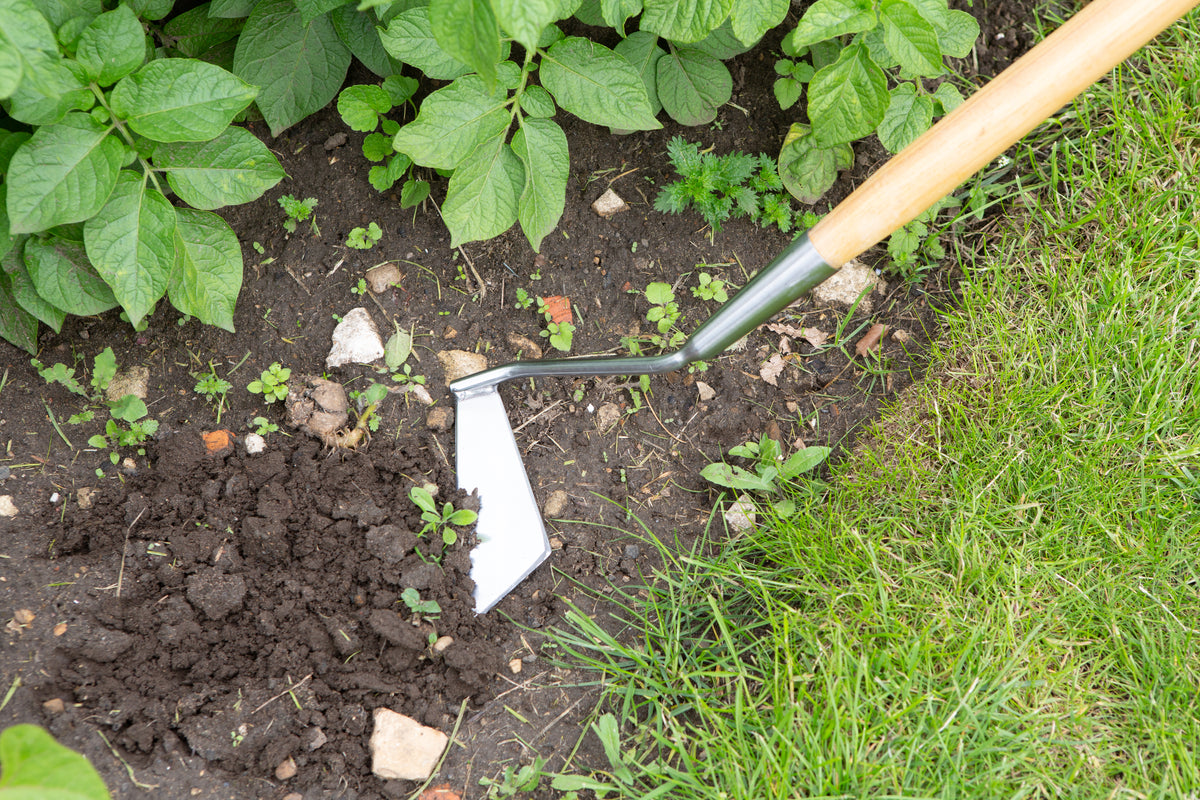 A close-up of a Stainless steel swoe hoe with ergonomic ash wood handle for removing weeds being used in dark soil next to green grass and leafy plants. The tool has a light wood handle and a metal blade.