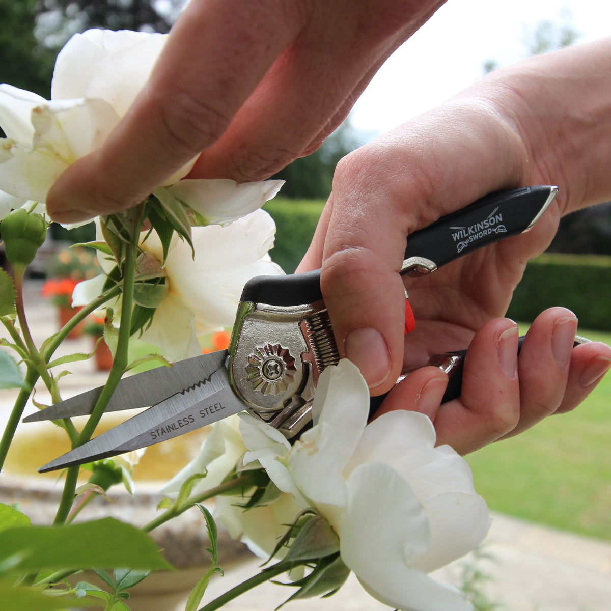 Close-up of a person using Wilkinson Garden Shears to prune white roses in a garden.