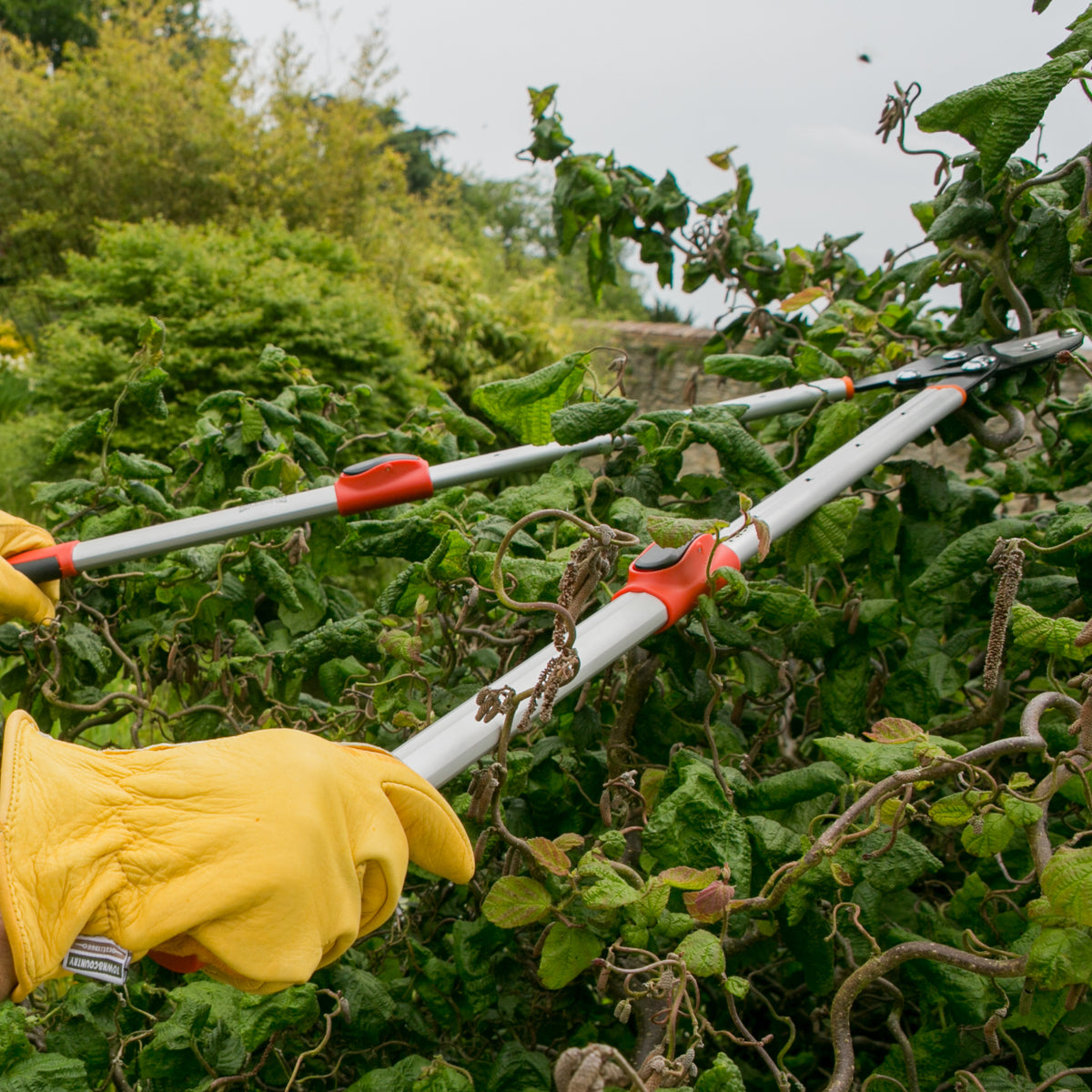 A person wearing a yellow gardening glove uses long-handled pruning shears with red accents to trim green leafy vines in a garden.