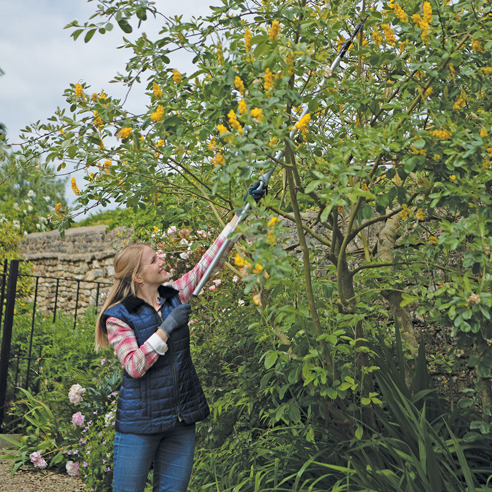 Person using a Telescopic tree pruner for pruning overhead branches safely to tend to a tree with yellow flowers in a garden setting.